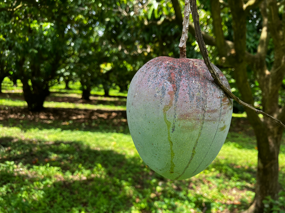 Thumbnail: Kent Mango Box