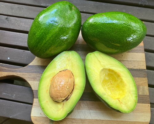 【avocado先生】 Avocado Tree Grafted Free Shipping. Cold tolerant when mature