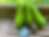 Thumbnail: Exotic Russell Avocado Box (August)