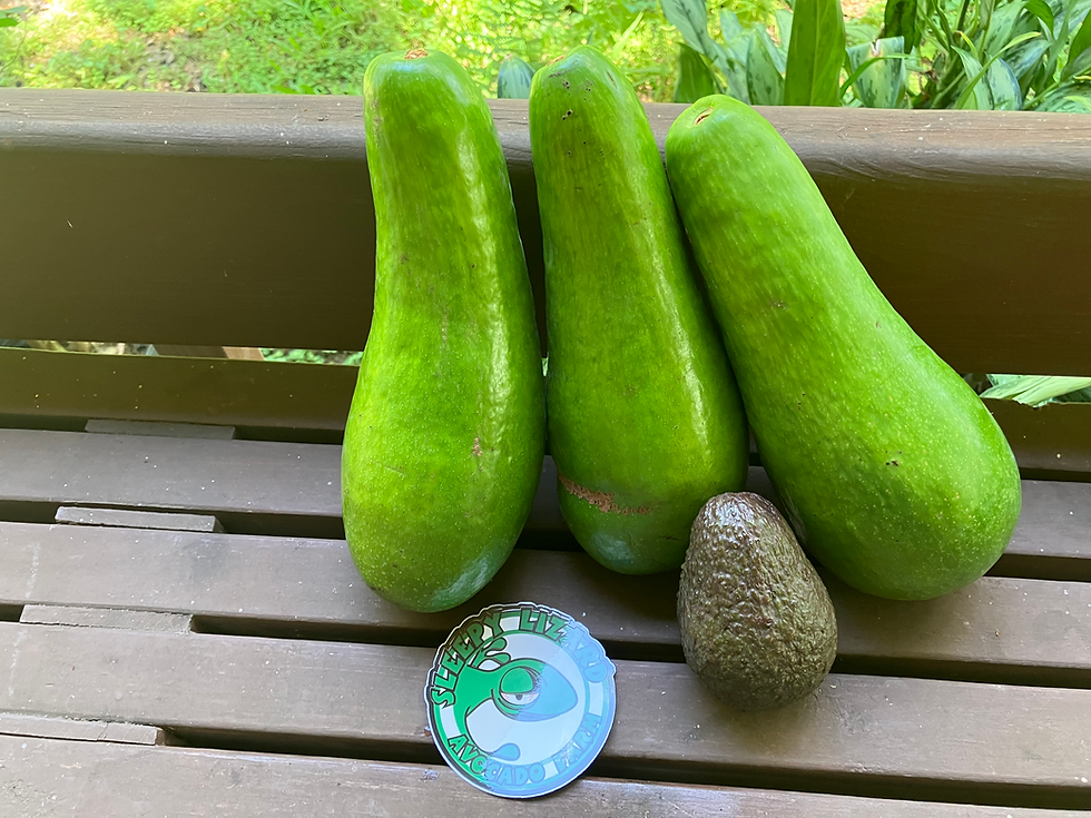 Thumbnail: Exotic Russell Avocados 8lb box (August)