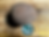 Thumbnail: Key West Mamey Box