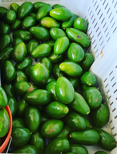 Donnie Avocado Box | sleepylizard