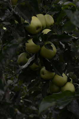 Kinnauri Apples - Mayank Pathak.jpg