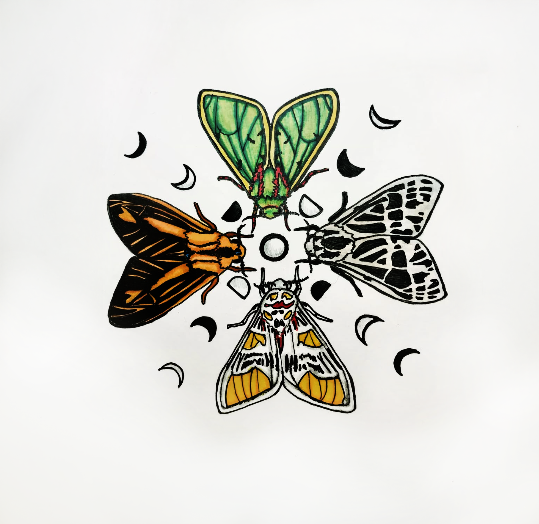 Tiger Moths | Canvas Print