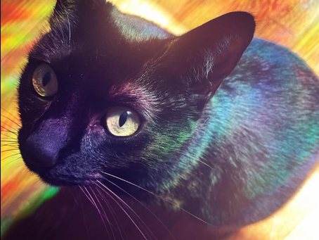 Cat Dragons: An origin story