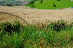 DSCF2492