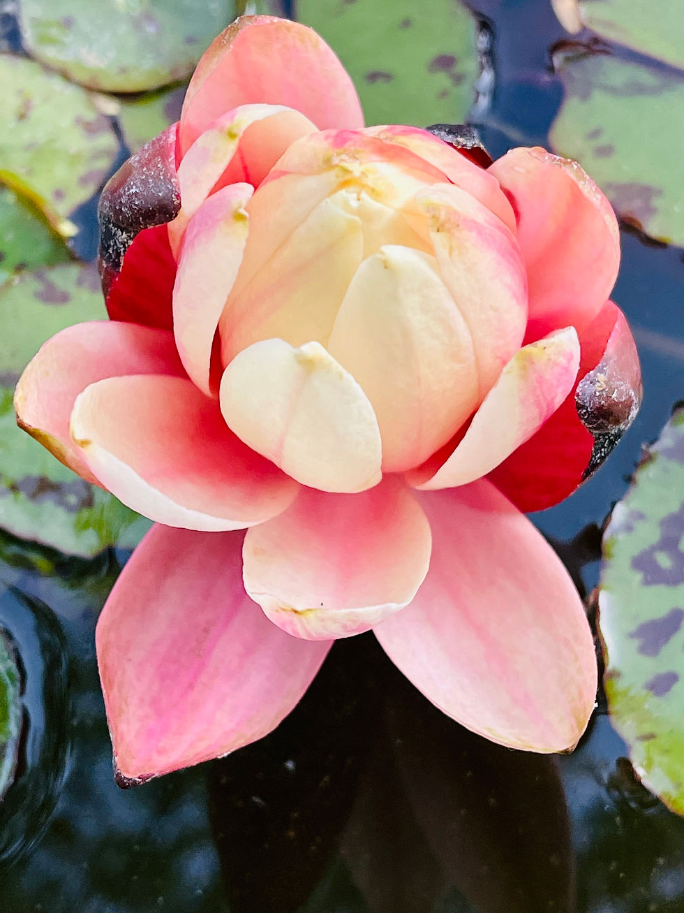 Lily