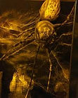 spider.jpeg