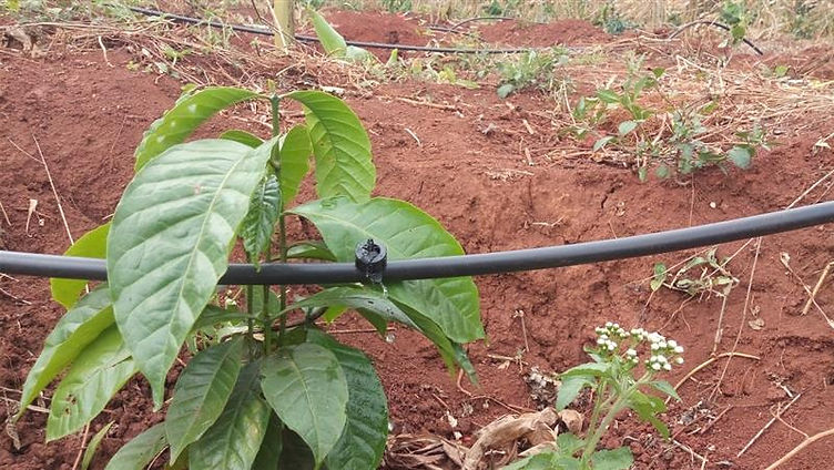 Drip Irrigation for Coffee Plantation Water Management
