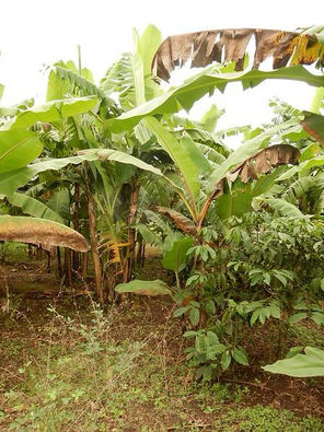 Lush banana plants with broad green leaves grow in a tropical setting. Some leaves are brown at the edges. The ground is covered in greenery.