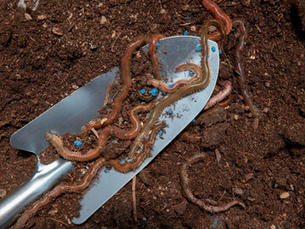 A metal trowel in soil is covered with several earthworms. The soil is dark brown, and blue granules are visible. Earthy and natural setting.