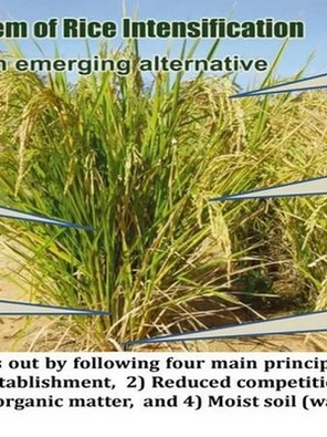 Rice plants in a field with text bubbles describing the System of Rice Intensification benefits and methods on improved grain yield and health.