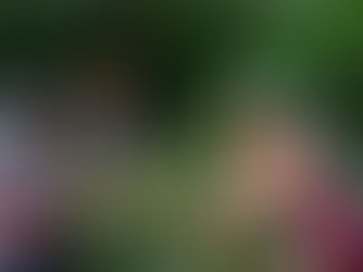 Women with colorful headscarves happily pick coffee cherries in a lush green plantation. Lively mood, abundant greenery, teamwork evident.