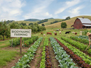 Farmer tends crops in a biodynamic farm with lush rows of vegetables and fruit trees. Cows graze near a red barn, under a cloudy sky.