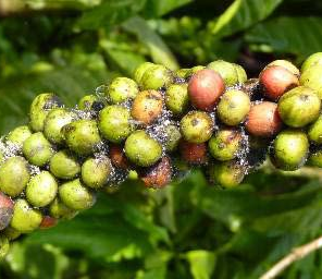 Close-up of green and red coffee cherries on a branch with dark spots, set against lush green leaves in the background.