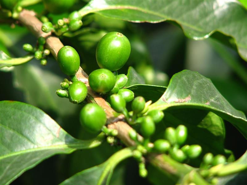 Green coffee beans on a branch with lush leaves, highlighted by sunlight. The setting is outdoors, evoking a fresh, natural mood.