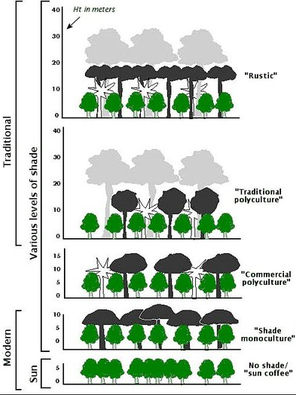 Diagram showing coffee cultivation systems from rustic to sun coffee, with varying tree heights and densities labeled for shade levels.