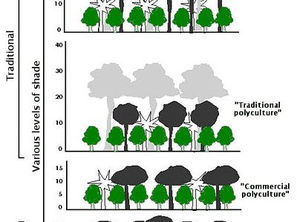 Diagram showing coffee cultivation systems from rustic to sun coffee, with varying tree heights and densities labeled for shade levels.