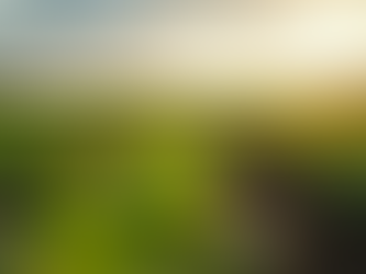 Eye-level view of a farm field showing rows of diverse crops