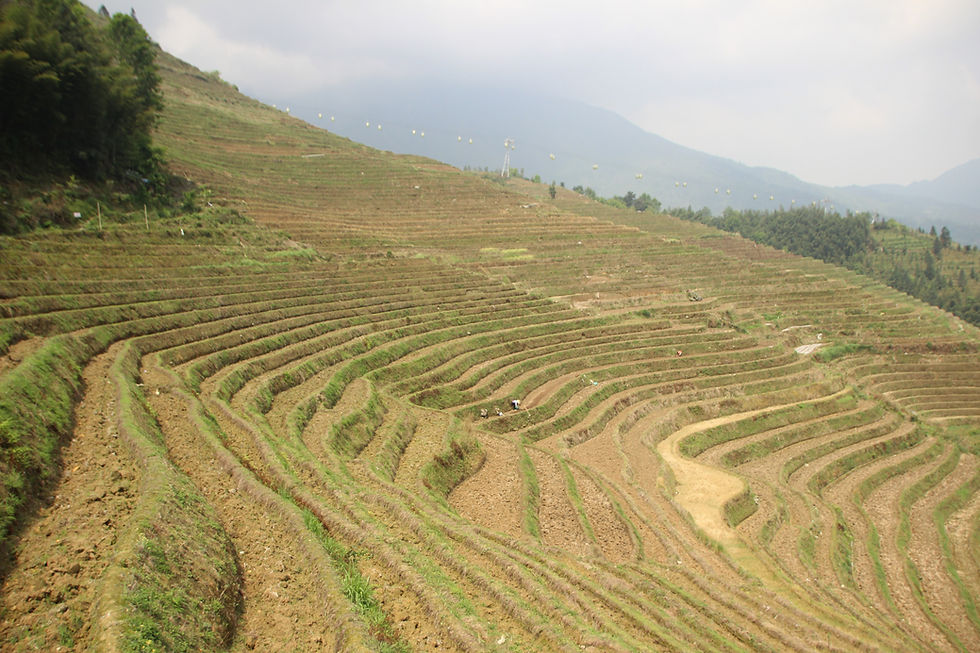 Terraced fields stretch across a hillside under a cloudy sky, with lush green and earthy tones. A peaceful rural landscape.
