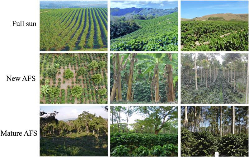 Grid of farm landscapes comparing full sun, new AFS, and mature AFS; lush green fields, banana trees, and varied vegetation.