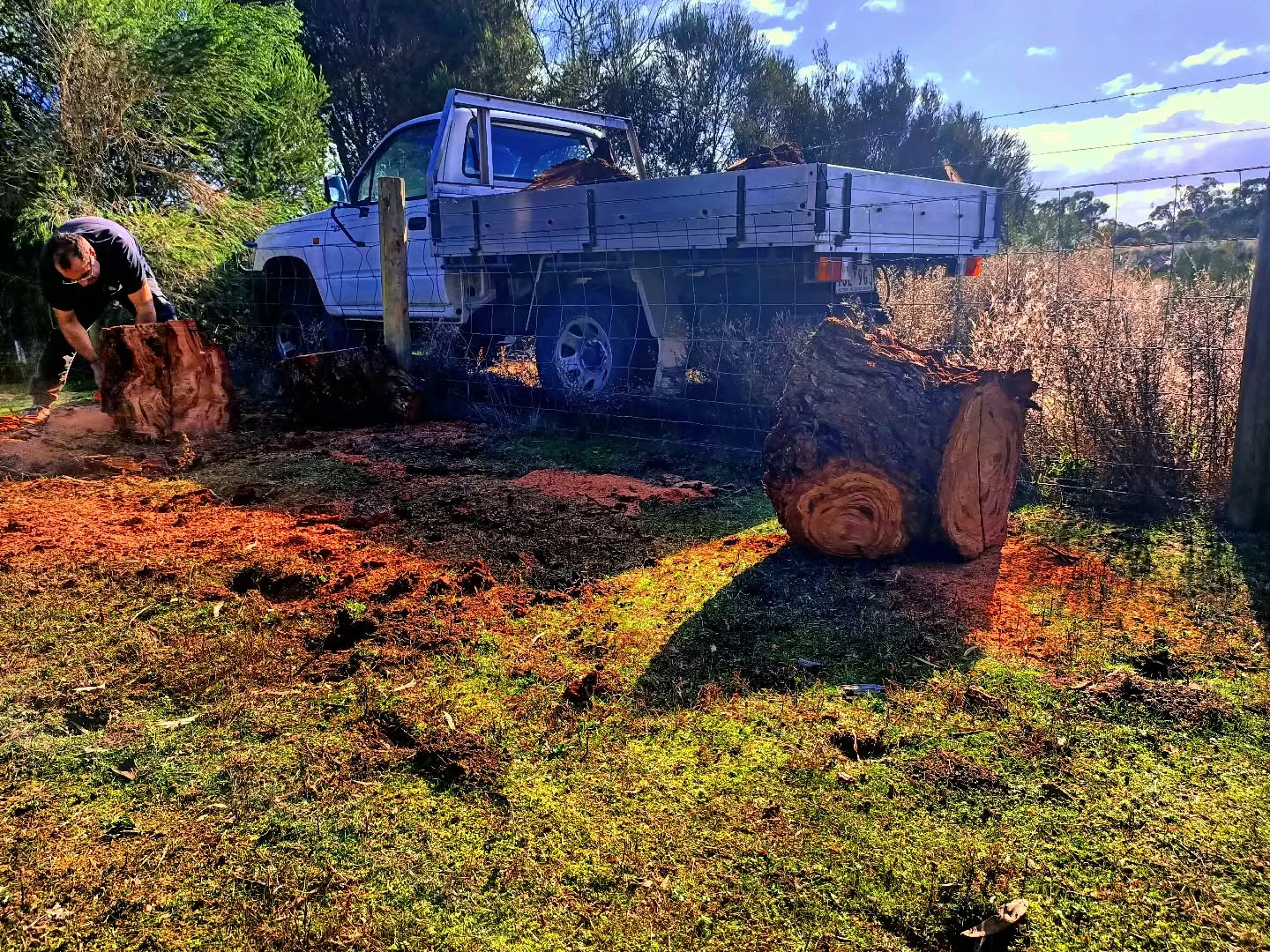 Cutting up a fallen tree from one of Melbourne's storms for firewood