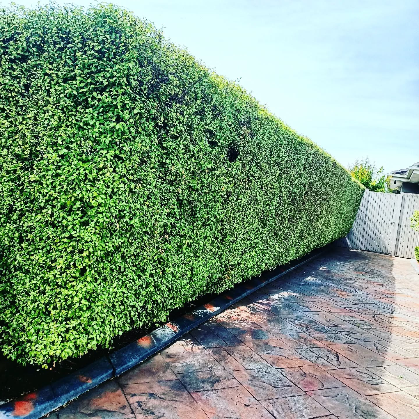 Pruned the hedge to maintain it's shape and size, promote health and denser growth, and remove dead or diseased branches. Trimming also improves airflow and light penetration to the base of the plant