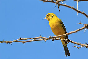 canary-in-tree-outside.jpg