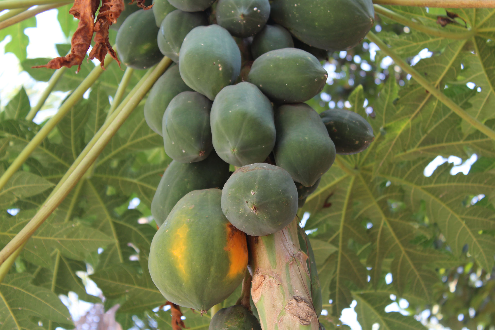 Papaya hanging from tree
