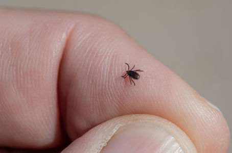 As Lyme Disease Expands Its Reach, New Research Offers Hope