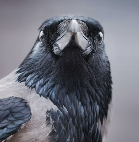 Vigilance Urged Against Bird Flu Amid Ongoing Outbreaks in Mammals