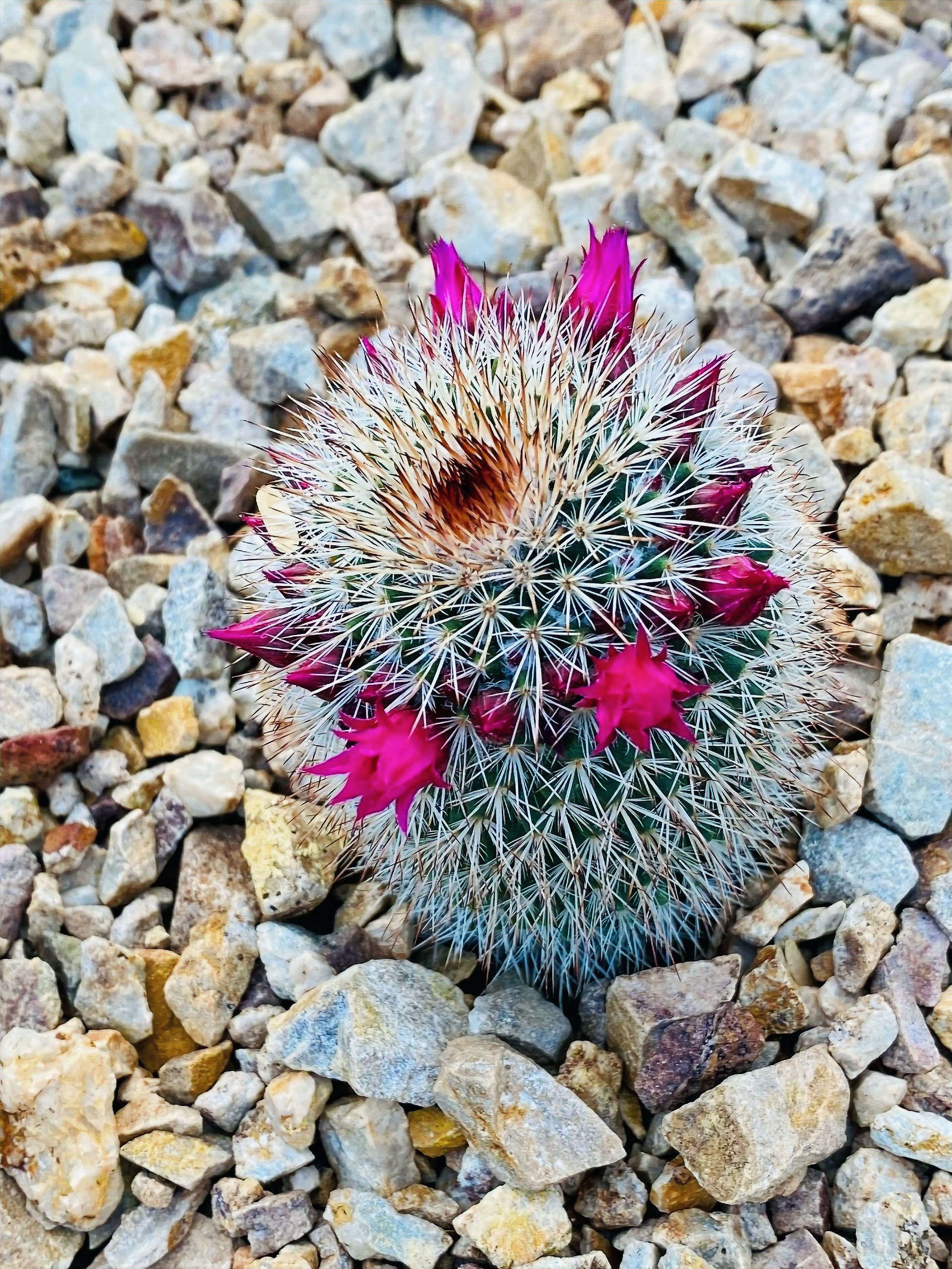 A mammillaria nunezii desert plant in the Catalina mountain of Tucson, Arizona.