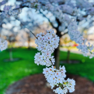 Up close view of cherry blossoms