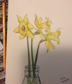 3 jonquilles_2019
