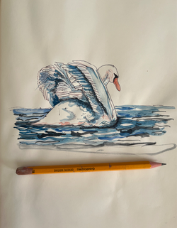 c'est un cygne, 2025_©ChloéJR