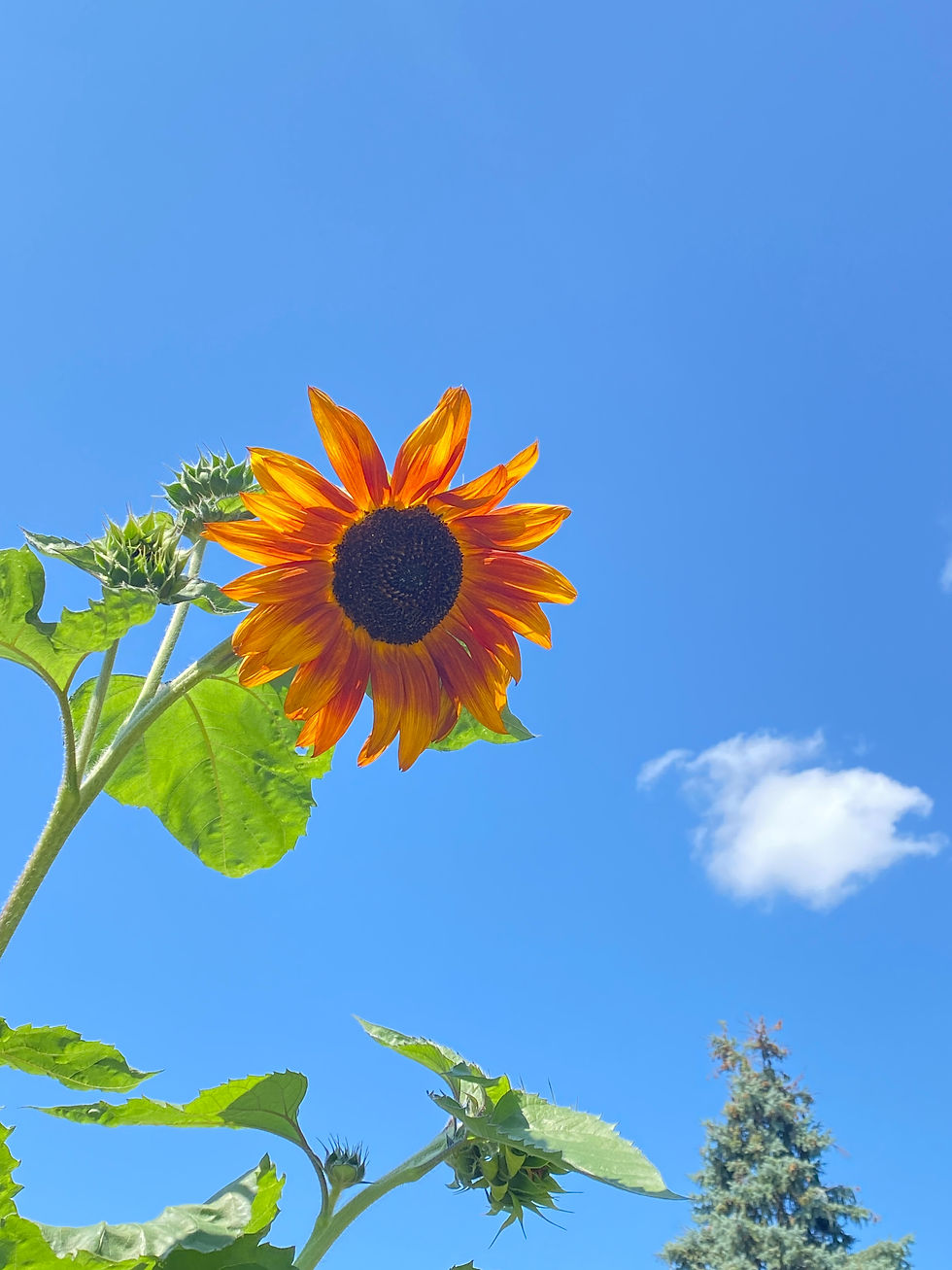 Sunflower