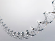 医療の現場で多様性の重要性を学び、ヒトゲノム研究をするに至るまで