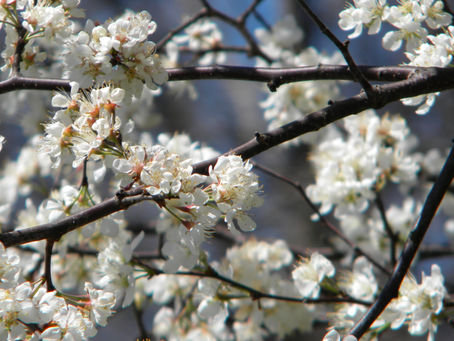 A flowering dogwood tree