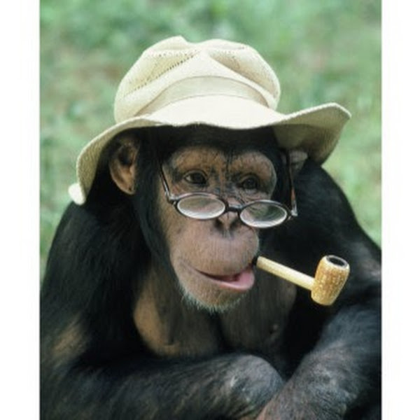 Writer: Sri Sri Chimpanji