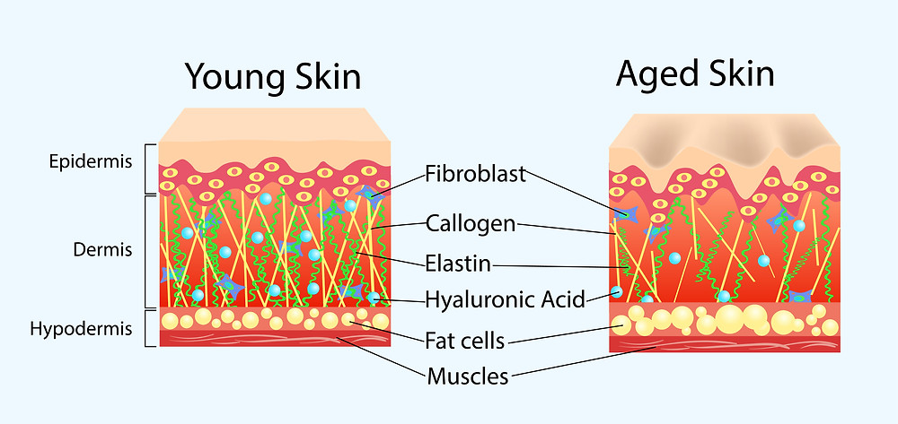Comparison between young skin and aged skin