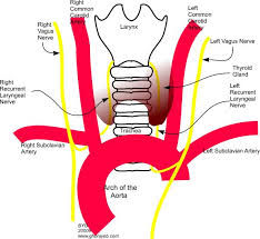 The Tongue, Heart, Mind Connection
