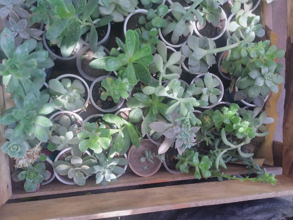 Miniatura: SUCULENTAS