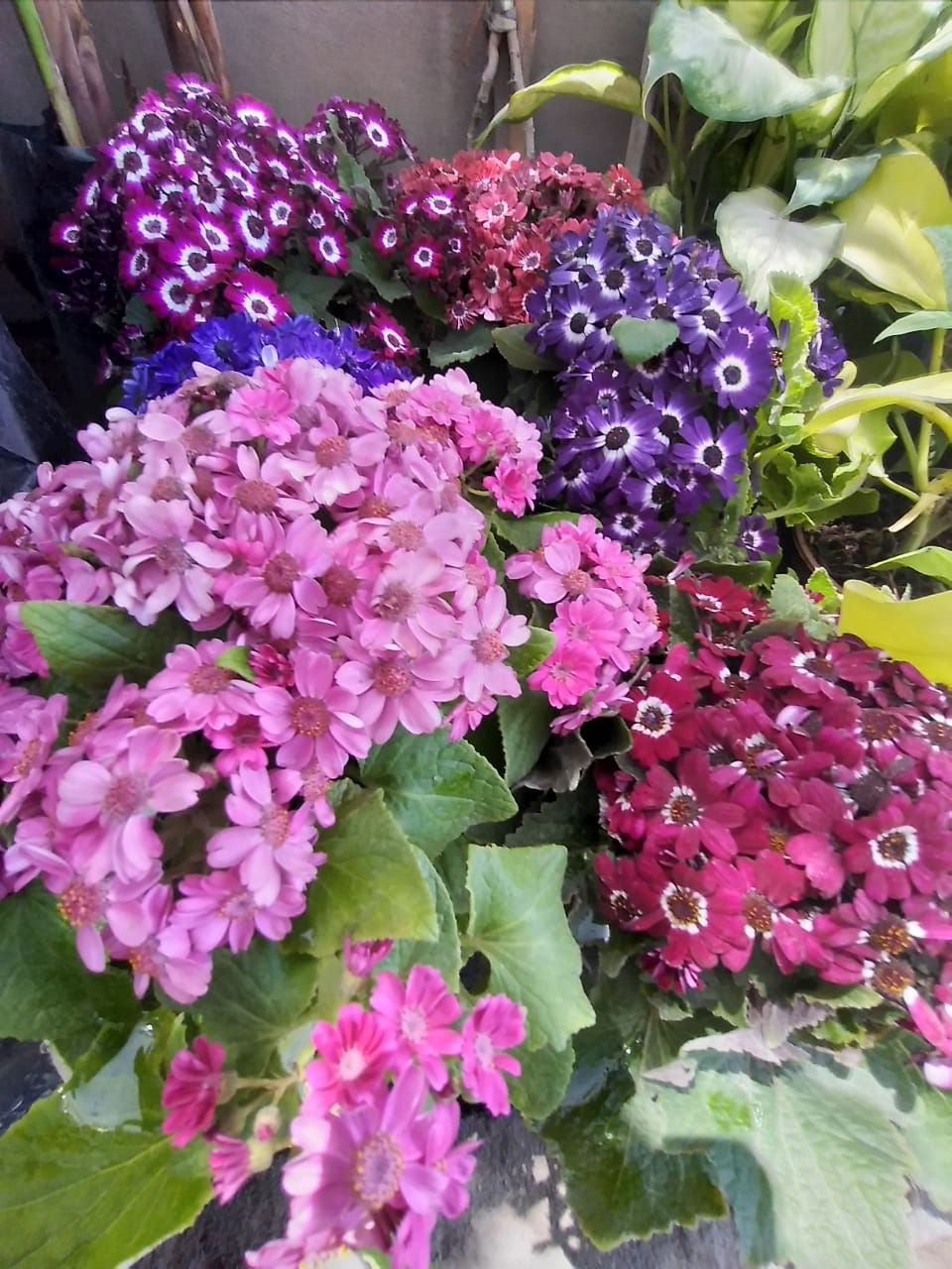 Miniatura: CINERARIAS