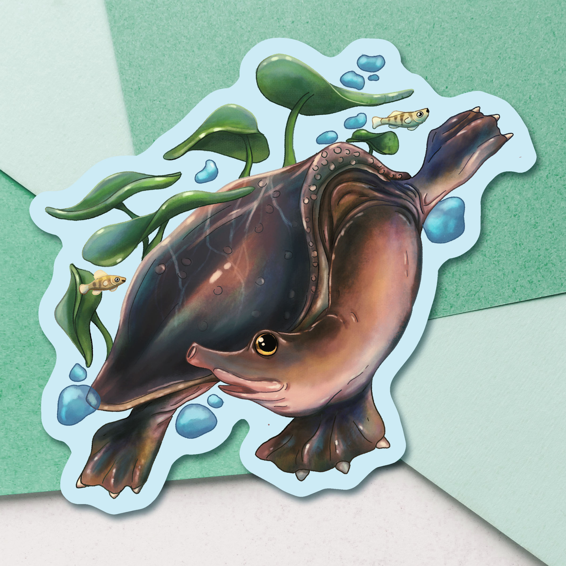 Florida Soft Shell Turtle Sticker