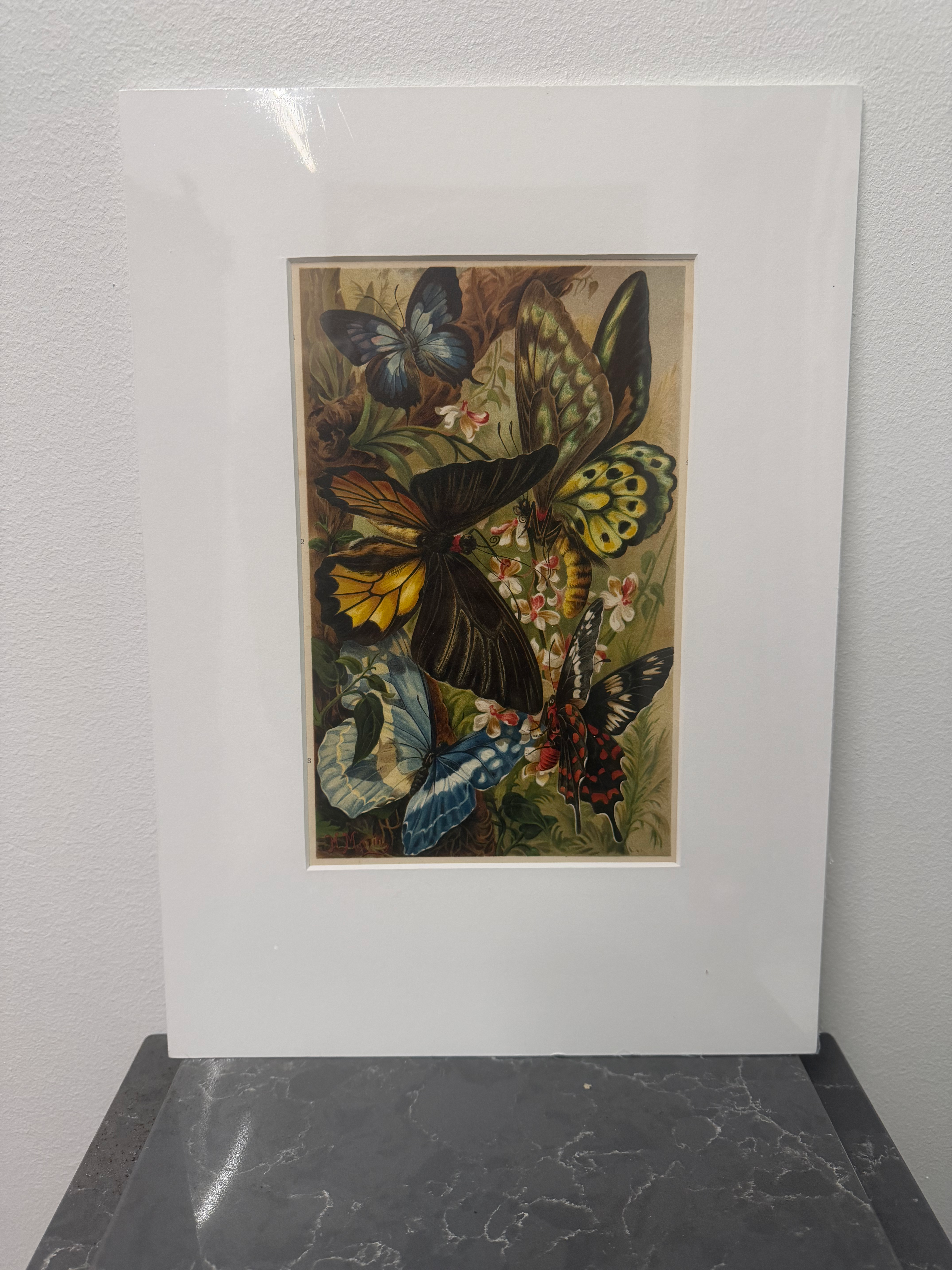 Tropical Butterflies (1893)