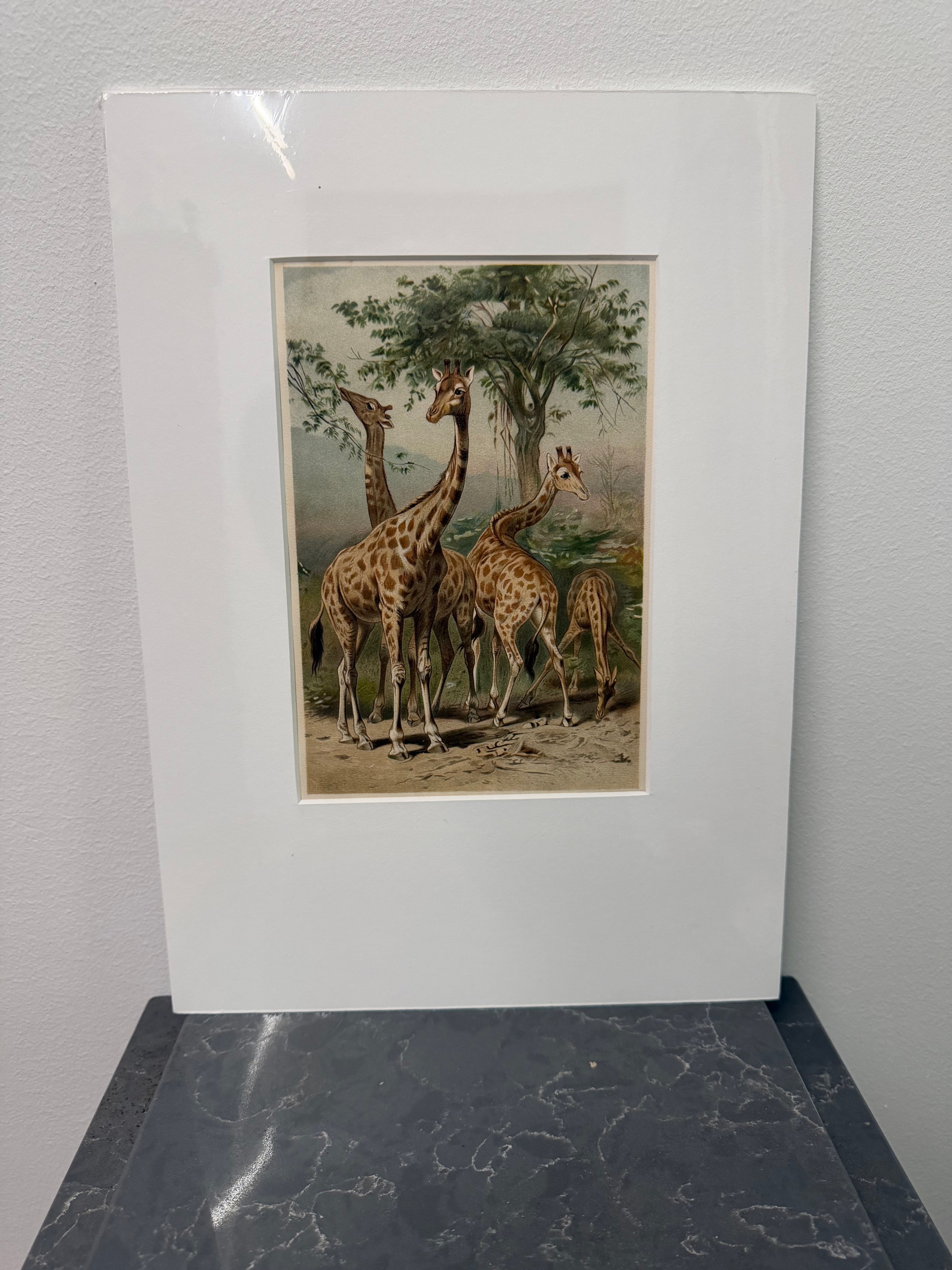 Giraffe (1893)