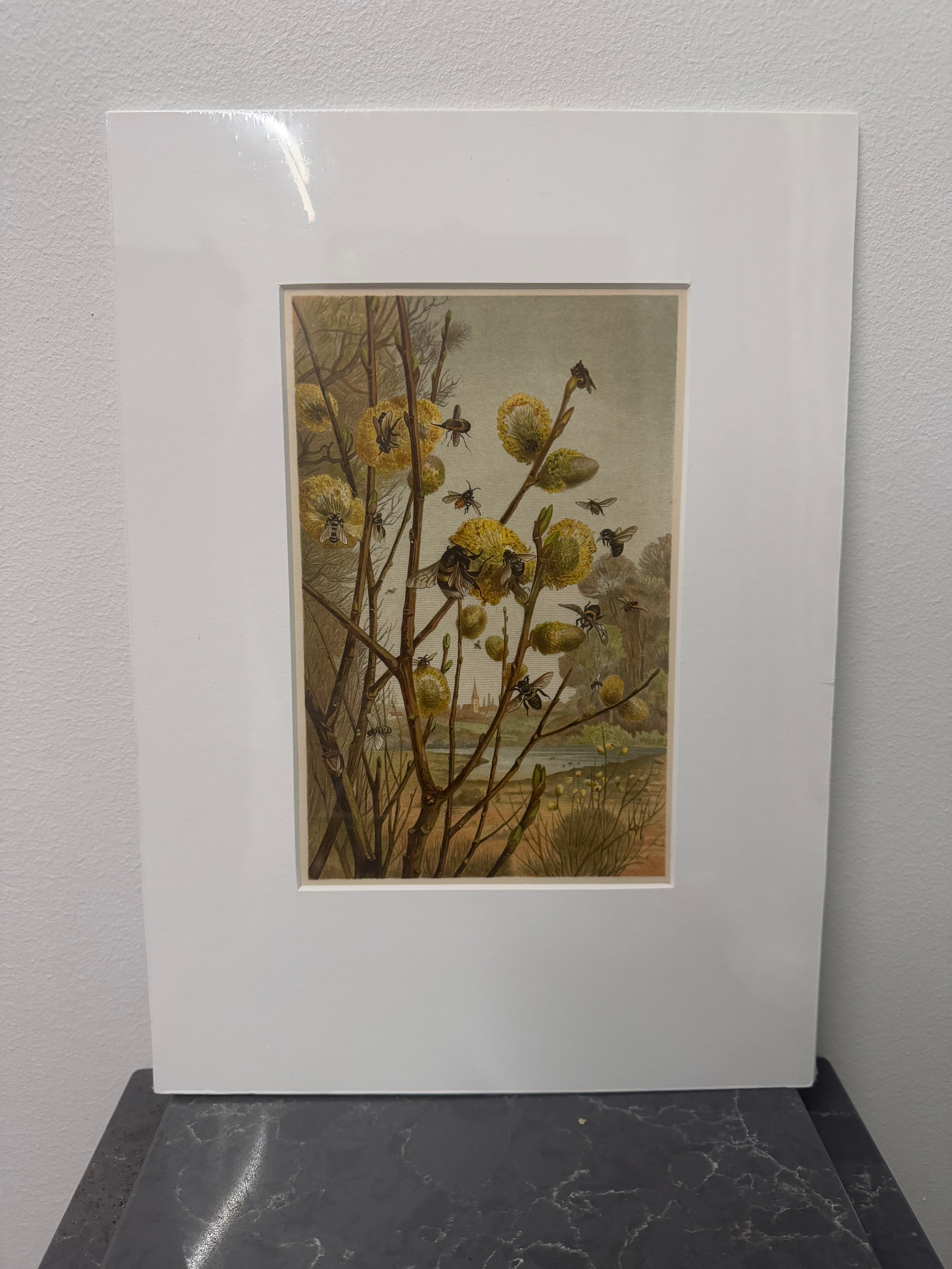 Bumblebees (1893)