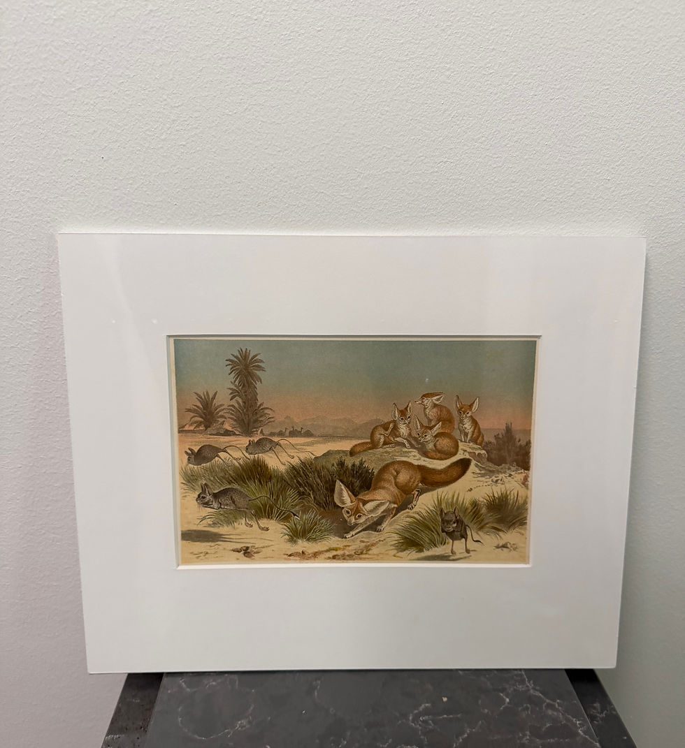 Thumbnail: Fennec Fox (1893)