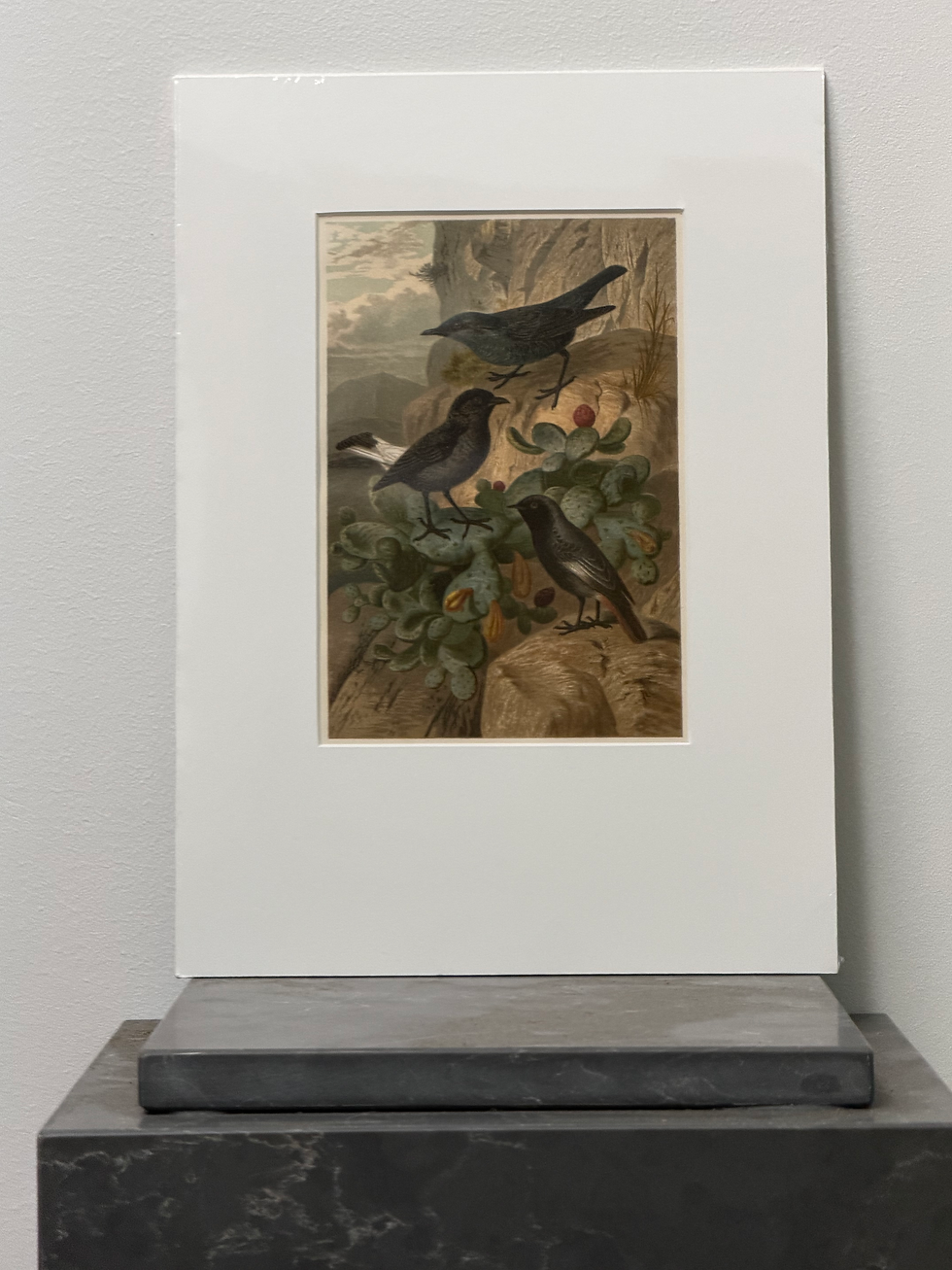 Thumbnail: Blue Rock Thrush, Wheatear and Redstart