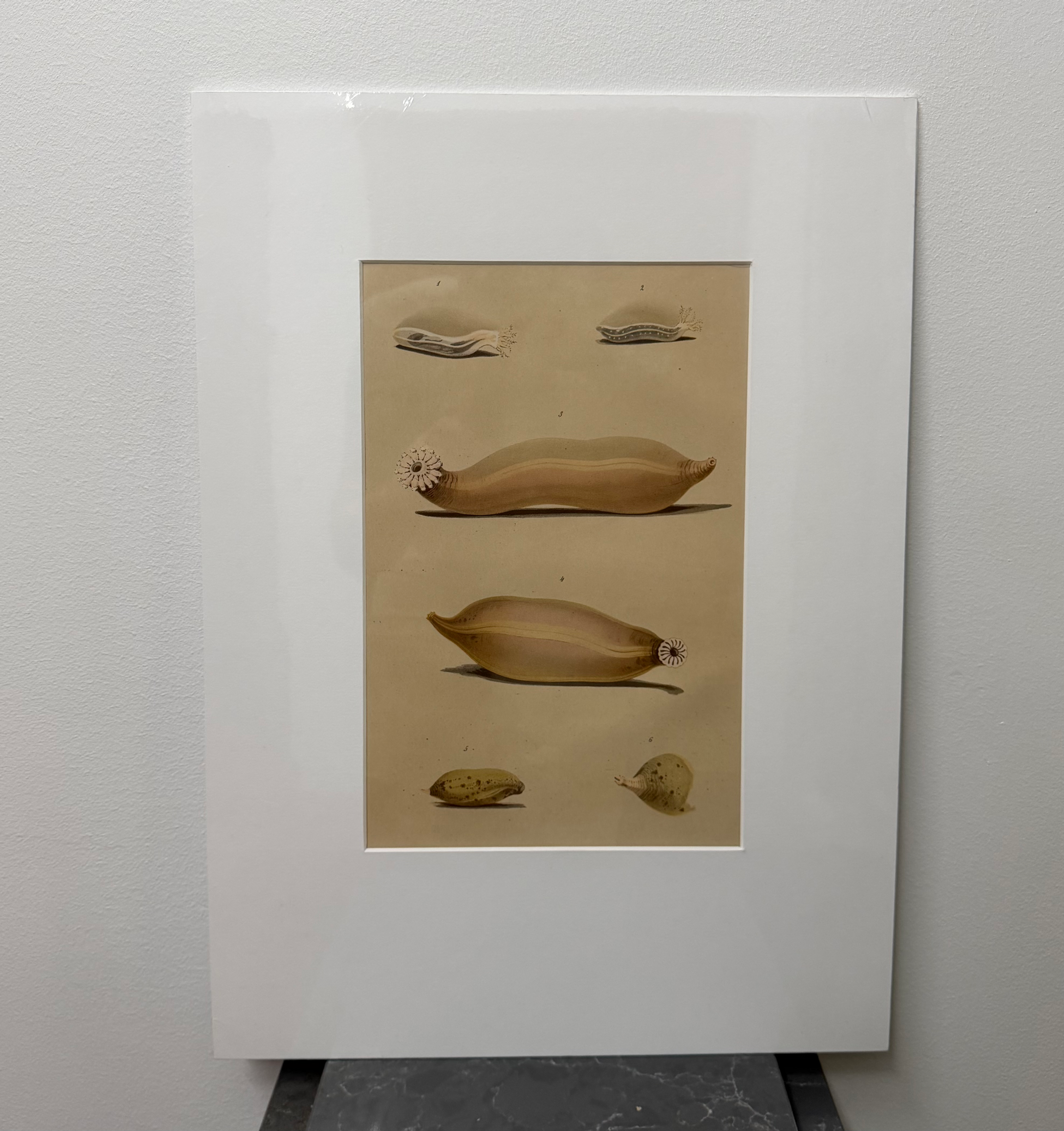 Sea Cucumber (1880)